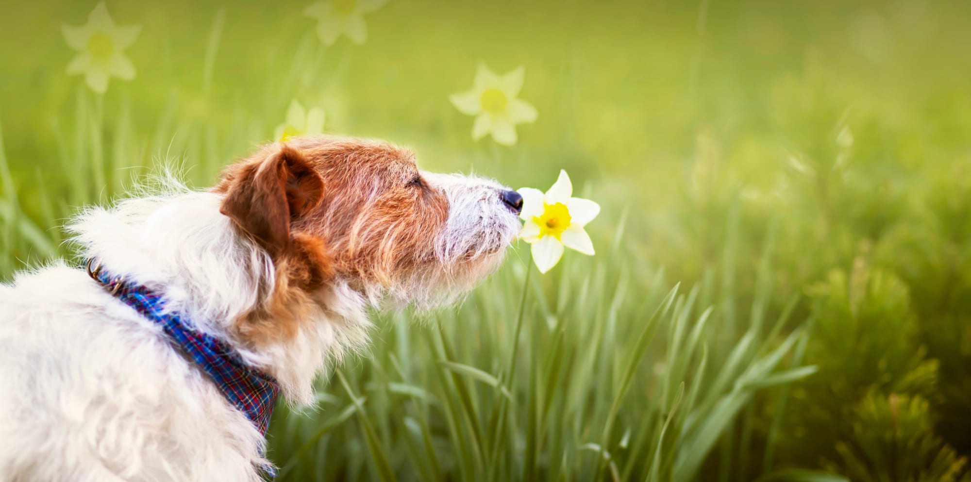 Scentwork Yorkshire